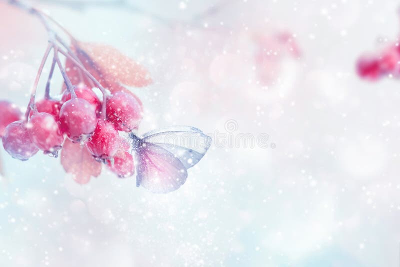 Histoire de la forêt magique d'hiver. Fragile papillon tendre et baies roses dans une forêt enneigée Concept d'hiver et d'autom photos stock
