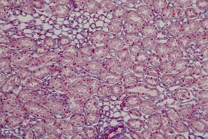 Histologia do rim humano sob a opinião do microscópio para a educação olá! imagens de stock royalty free Histologia do rim humano sob a opinião do microscópio para a educação olá! imagens de stock royalty free