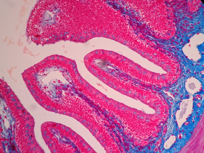 Histology of human intestine tissue under microscope view. Histology of human intestine tissue under microscope view