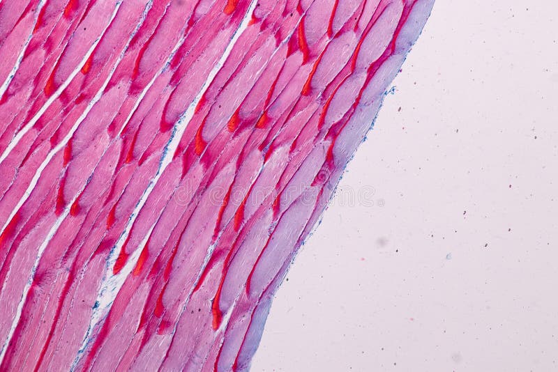 Histologiczna próbka Bruzdkował Kośćcowego mięsień ssak tkanka pod mikroskopem