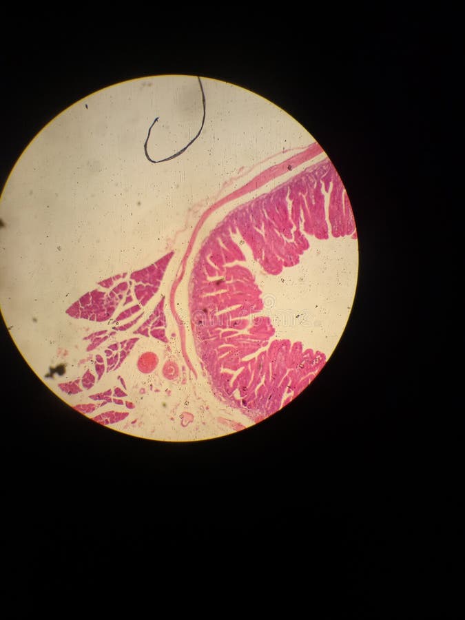 Histologie image libre de droits