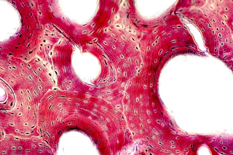 Histologie van menselijk compact beenweefsel onder microscoopmening voor onderwijs stock afbeelding Histologie van menselijk compact beenweefsel onder microscoopmening voor onderwijs stock afbeelding