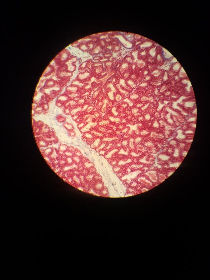 Histology. Pancrease stock images, royalty-free photos and pictures