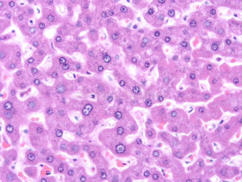 Histology of Human Liver Tissue Stock Photo Image of gland, histology 150577448