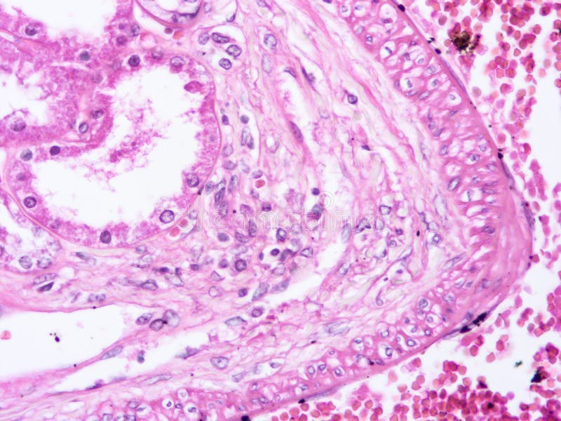 Histology of Human Liver Tissue Stock Photo Image of science, biology 151323680