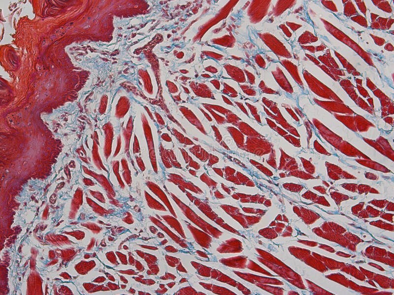 Histology of a tongue seen from the inside out. This is a Trichrome (Masson's) of a rat tongue. Most of the tongue is muscle fibers, both longitudinal and cross royalty free stock images Histology of a tongue seen from the inside out. This is a Trichrome (Masson's) of a rat tongue. Most of the tongue is muscle fibers, both longitudinal and cross royalty free stock images