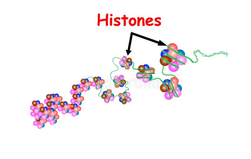 Vecteur Stock Structure of Histone protein and DNA Complex illustration.