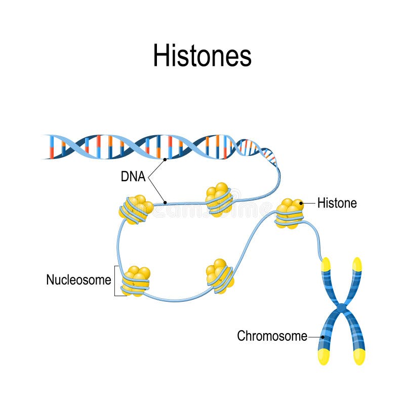 Histones La représentation schématique montre l'organisation et l'emballage du matériel génétique en chromosome