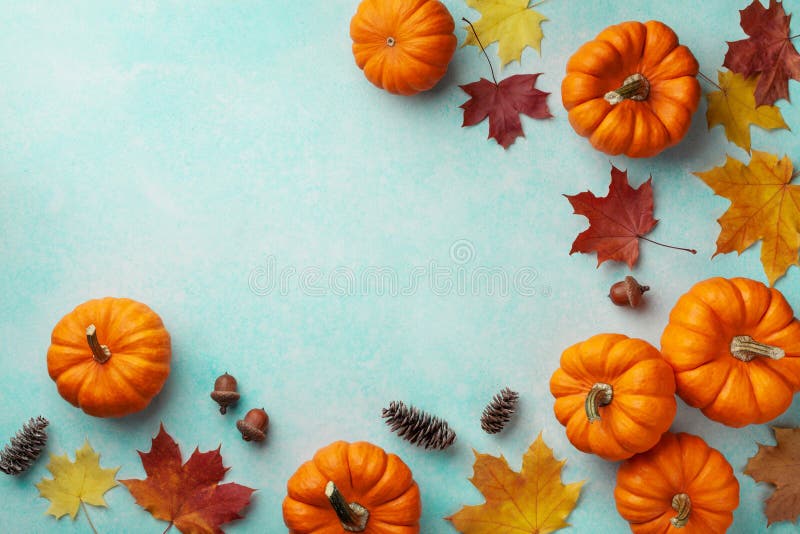 Historique de Thanksgiving d'automne Pumpkins et feuilles d'érable sur table turquoise vue du haut photos stock Historique de Thanksgiving d'automne Pumpkins et feuilles d'érable sur table turquoise vue du haut photos stock