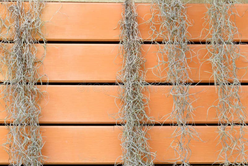 Hiszpańskiego mech lub Tillandsia usneoides wspina się drewnianego ogrodzenie zdjęcia stock Hiszpańskiego mech lub Tillandsia usneoides wspina się drewnianego ogrodzenie zdjęcia stock