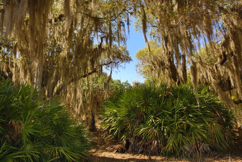 Lush tropical woods with abundant Spanish moss draping branches of live oak trees at Kissimmee State Park in central Florida. Lush tropical woods with abundant Spanish moss draping branches of live oak trees at Kissimmee State Park in central Florida.