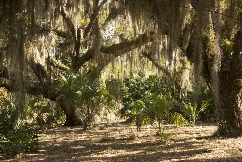 Lush tropical woods with abundant Spanish moss draping branches of live oak trees at Kissimmee State Park in central Florida. Lush tropical woods with abundant Spanish moss draping branches of live oak trees at Kissimmee State Park in central Florida.