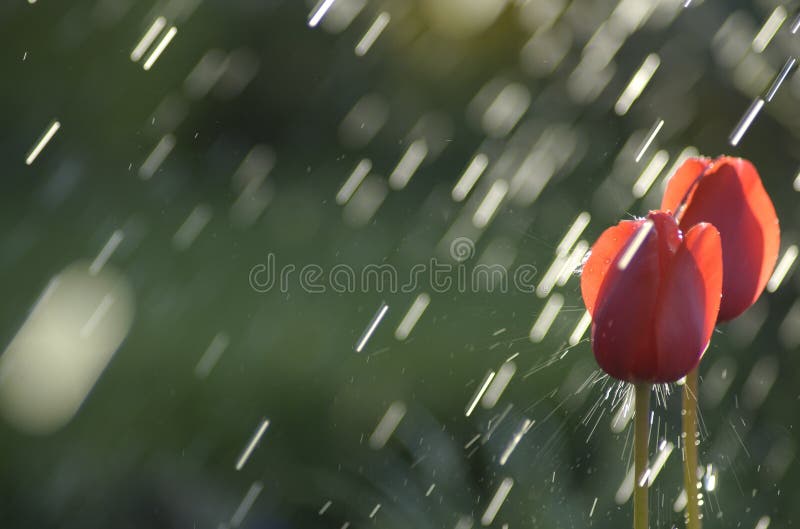 Due tulipani rossi in controluce in prima serata colpito da una goccia di pioggia.