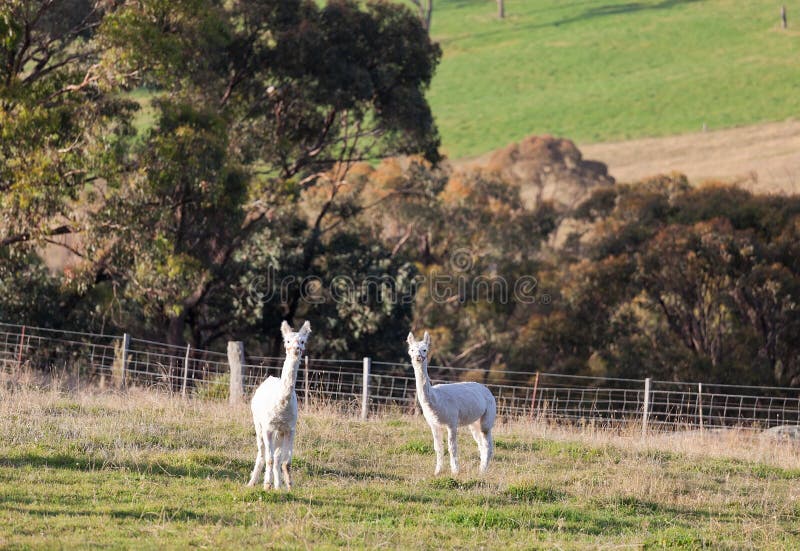 Hite Alpacas. Farm Near Oberon. NSW. Australia. Stock Image Image of