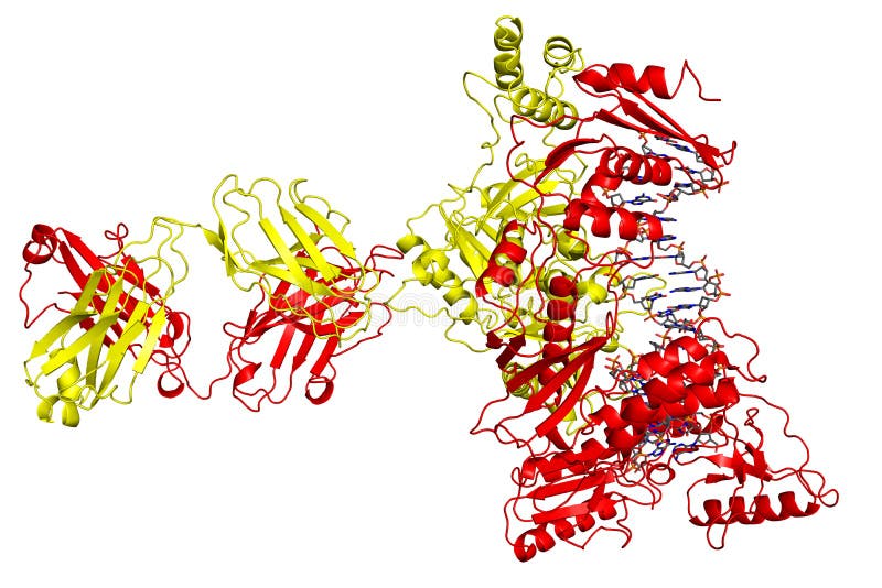 HIV reverse transcriptase, DNA-bound stock illustration