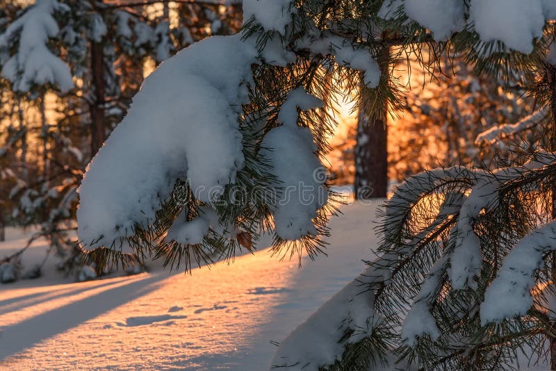 Hiver de coucher du soleil de neige de pin de forêt