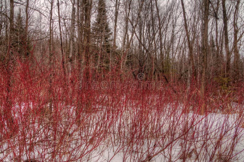 Hiver en parc provincial de rivière de pigeon dans Ontario du nord par le Th photos stock Hiver en parc provincial de rivière de pigeon dans Ontario du nord par le Th photos stock