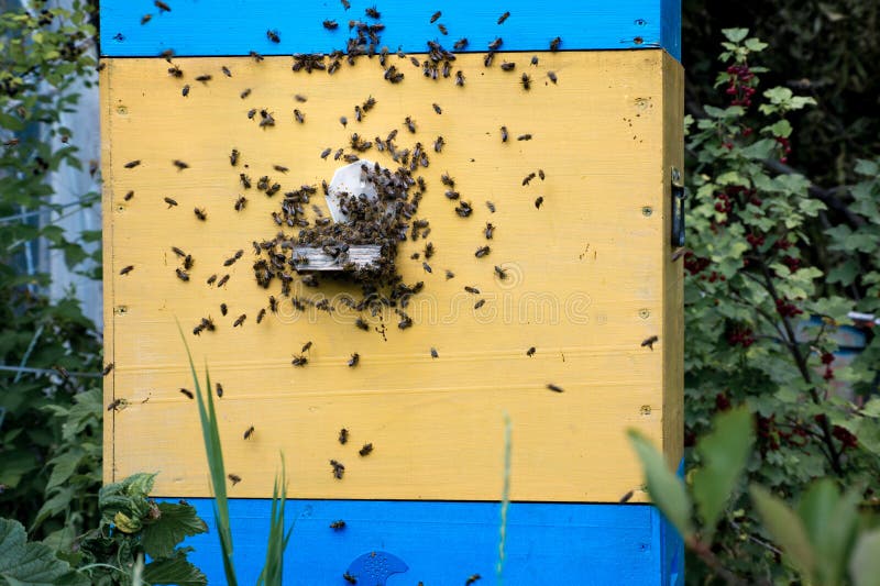 Hives in an apiary with bees flying to the landing boards in a g stock photos Hives in an apiary with bees flying to the landing boards in a g stock photos