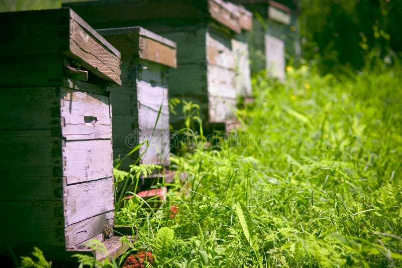 Hives in the garden stock photo. Image of swarm, natural 1000198