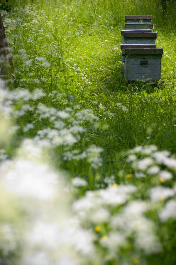 Hives in the garden stock photo. Image of country, season 998808
