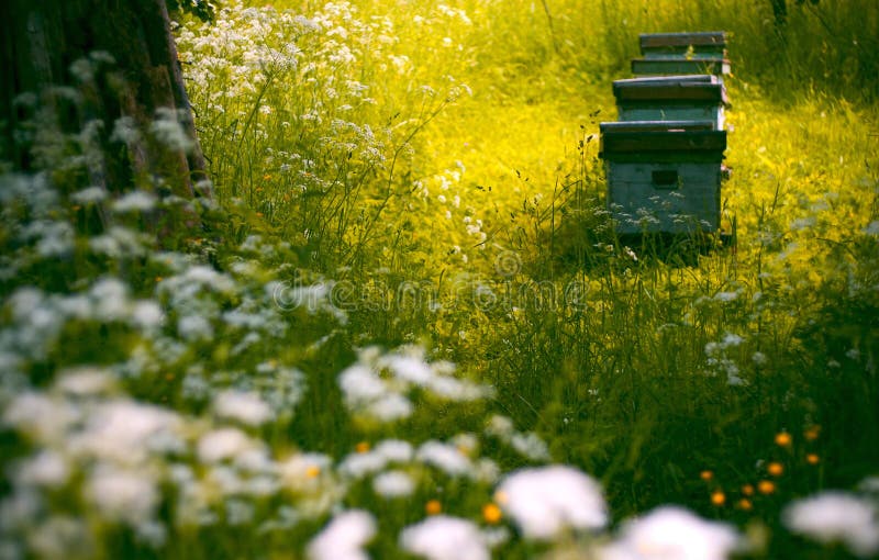 Hives in the garden stock photo. Image of country, season 998808
