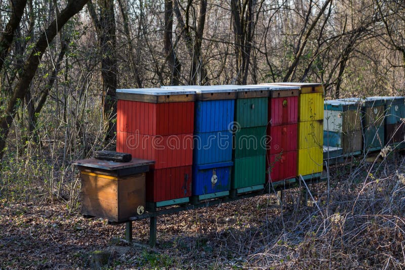 Úly v jarním lese, Slovensko