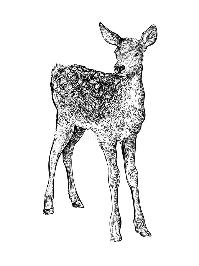 Hjulledd skiss 7 royaltyfri illustrationer