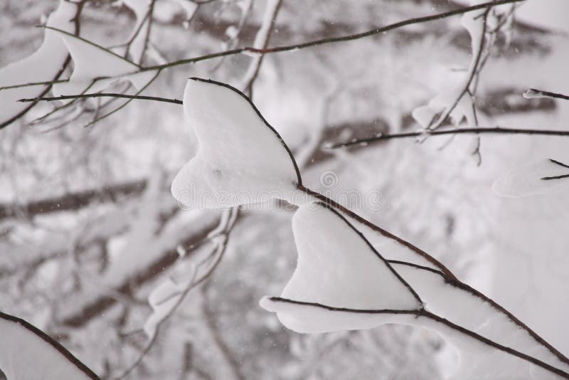 hjärtasnow två fotografering för bildbyråer hjärtasnow två fotografering för bildbyråer