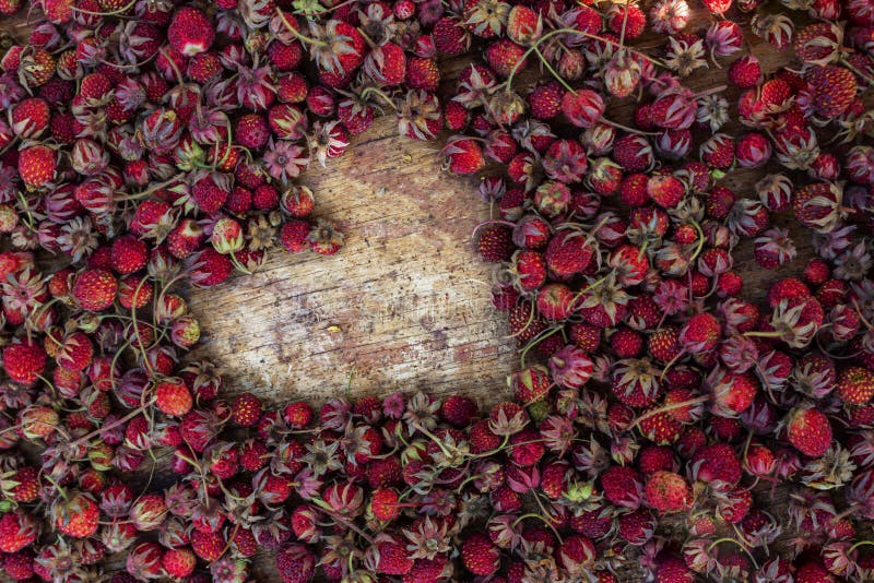 Happy Valentine`s Day. Heart shape made of wild strawberries on the old wooden background. Red, ripe, fresh, sweet summer berries heart shaped. Harvest and Healthy Food concept. Top view, close up. Happy Valentine`s Day. Heart shape made of wild strawberries on the old wooden background. Red, ripe, fresh, sweet summer berries heart shaped. Harvest and Healthy Food concept. Top view, close up