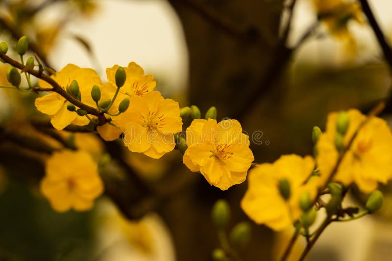 Hoa Ochna Integerrima có những đặc điểm rất độc đáo, nhưng chúng cũng rất đẹp và thu hút. Xem hình ảnh để đánh giá và cảm nhận sự độc đáo của hoa Ochna Integerrima.