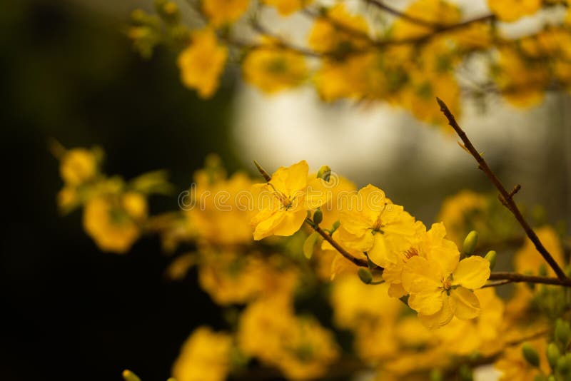 Cây hoa mai là biểu tượng vô cùng đặc trưng của nền văn hóa Việt Nam. Với sắc hoa vàng tươi sáng, cây hoa mai trở thành điểm nhấn tuyệt vời trong không gian thiên nhiên của chúng ta. Hãy chiêm ngưỡng hình ảnh của cây hoa mai để thấy rõ sức sống và vẻ đẹp đầy quyến rũ.