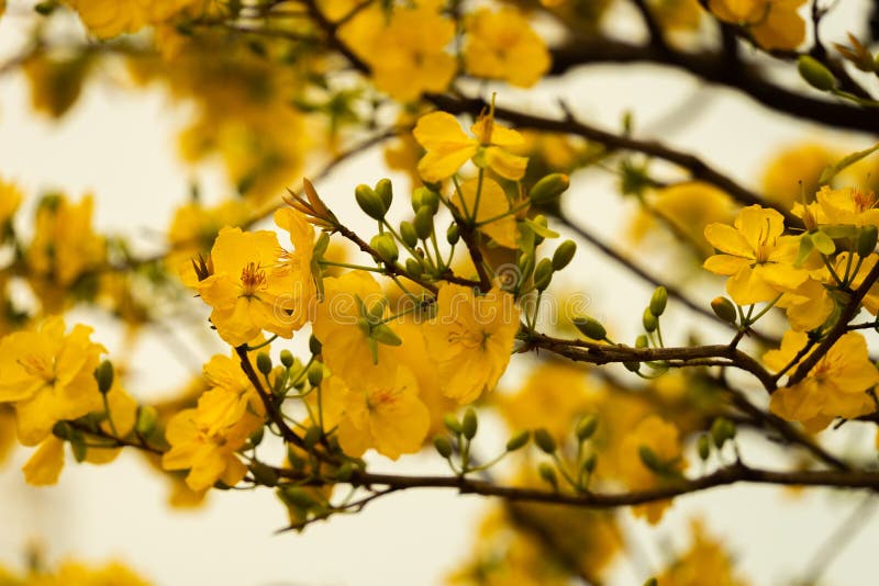 Lunar Year Yellow Tree - biểu tượng của sự giàu có và phú quý trong nền văn hoá Á Đông. Những hình ảnh về cây đào vàng lung linh sẽ khiến bạn cảm thấy phấn khởi và muốn tổ chức ngay tiệc tùng đón năm mới.