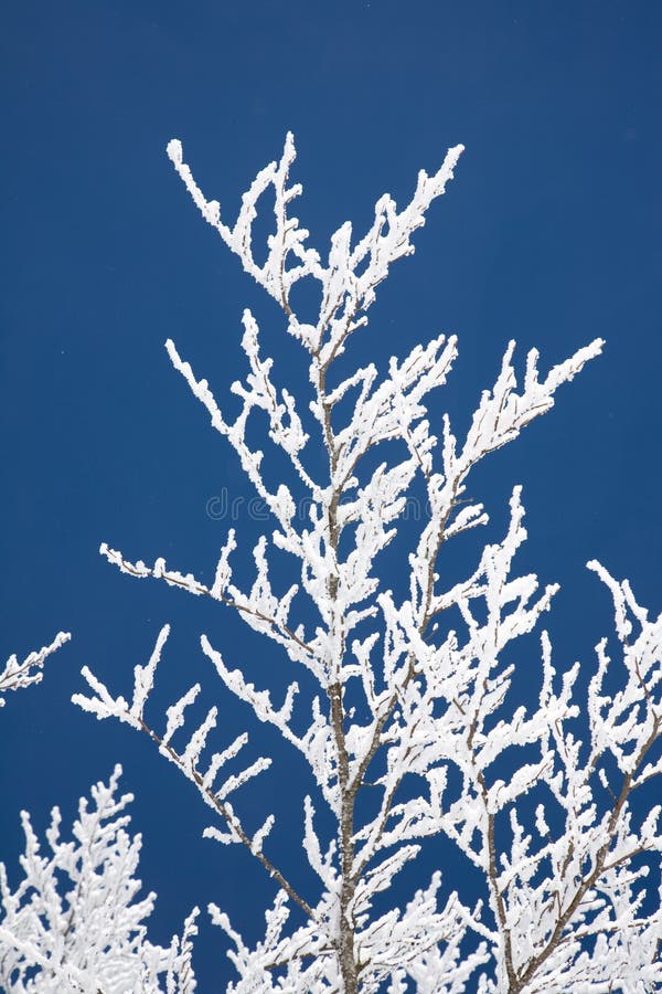 Hoar frost