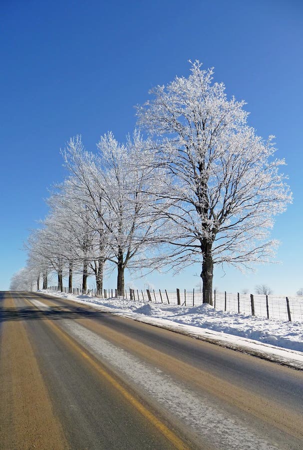 Hoar frost covered trees alongside a rural road