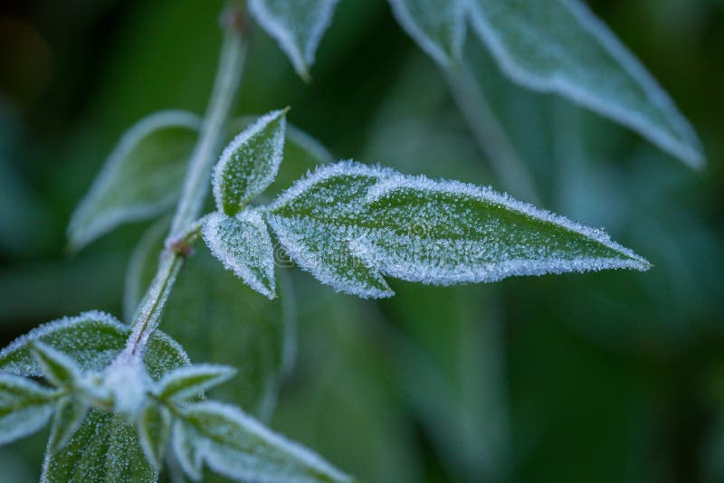 Hoar Frost on Green Leaves royalty free stock photo Hoar Frost on Green Leaves royalty free stock photo