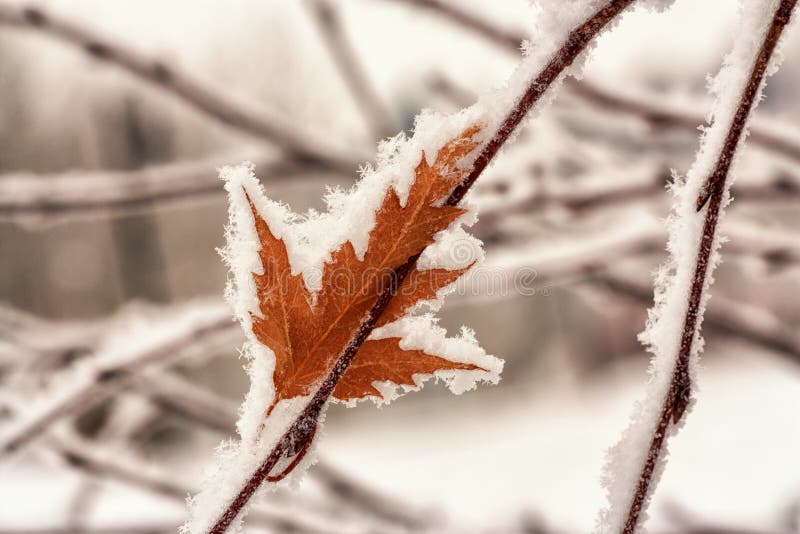 Hoar Frost on Leaf