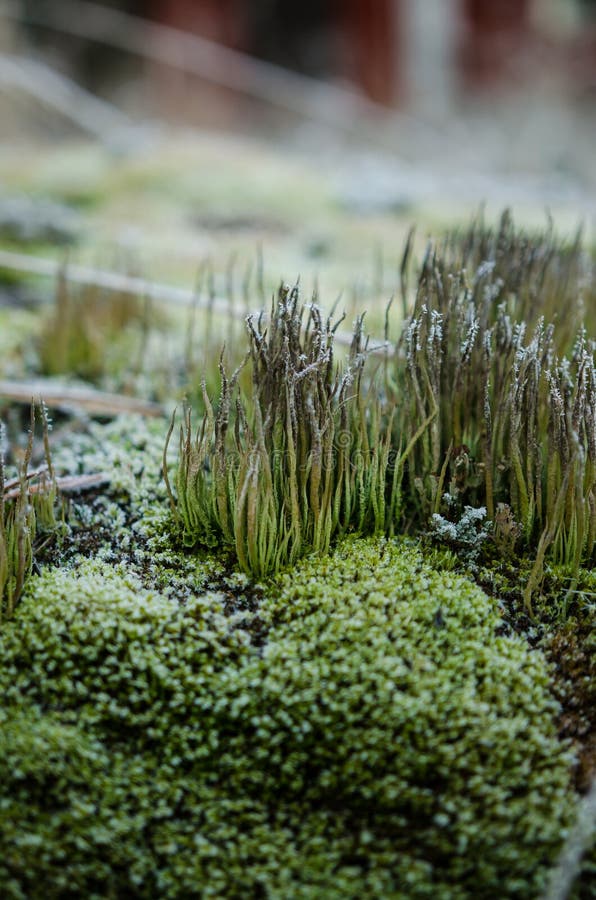 Hoar frost on lichens