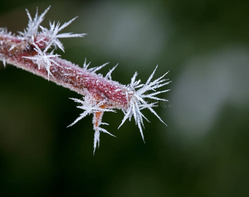 Hoar Frost