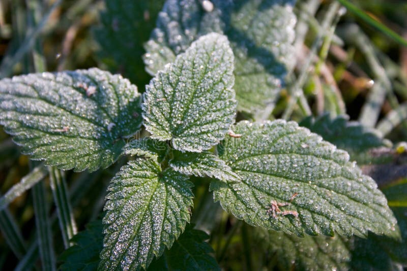 Hoar-frost on nettle leaves