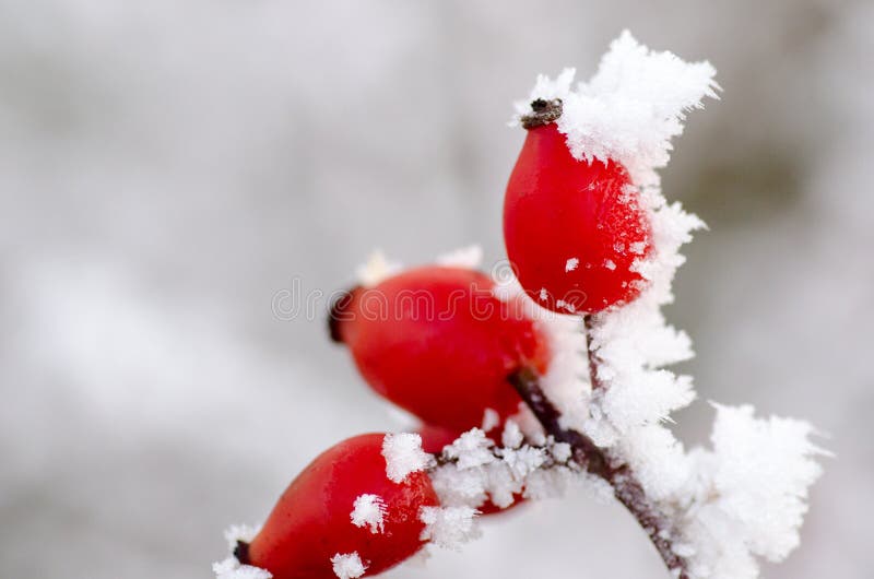 Hoar frost on rose hips