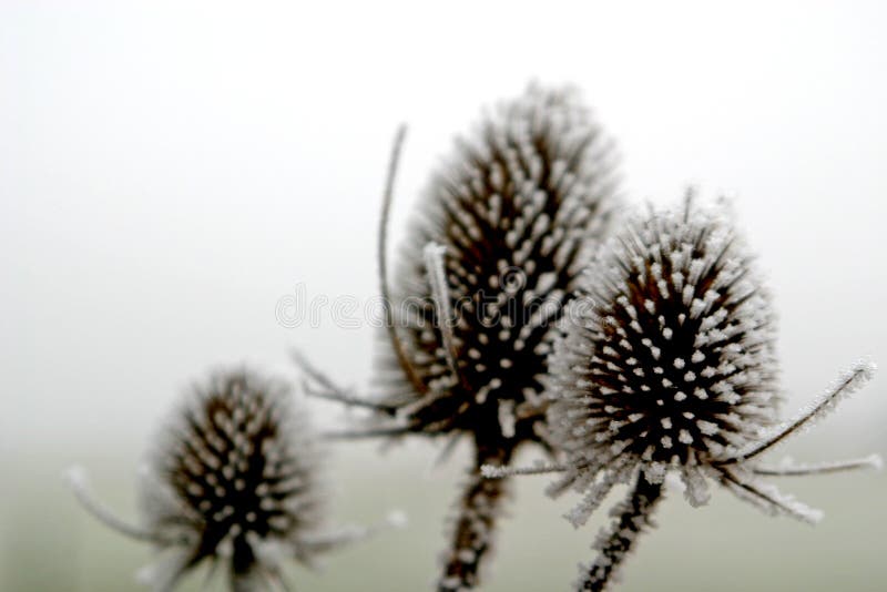 Hoar-frost sulle piante