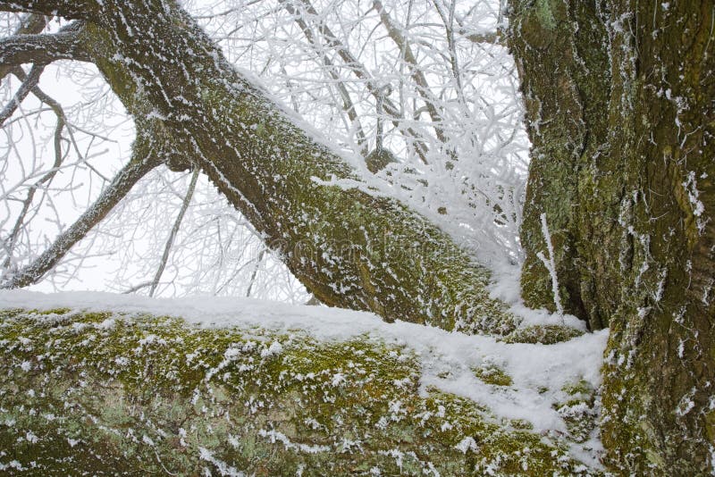 Hoar frost on tree