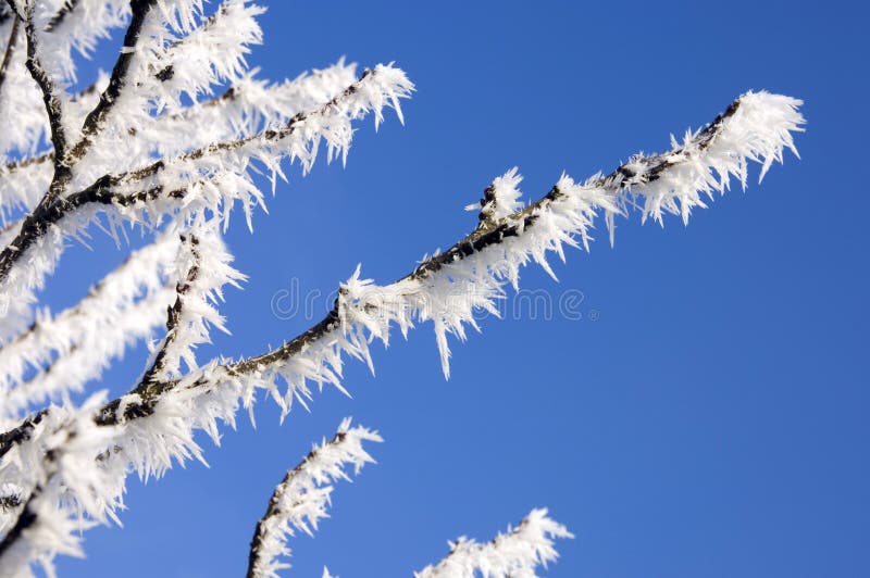 Parte di una brina di paesaggio invernale in una giornata fredda con cielo azzurro come sfondo, in primo piano l'immagine di una parte di un albero.