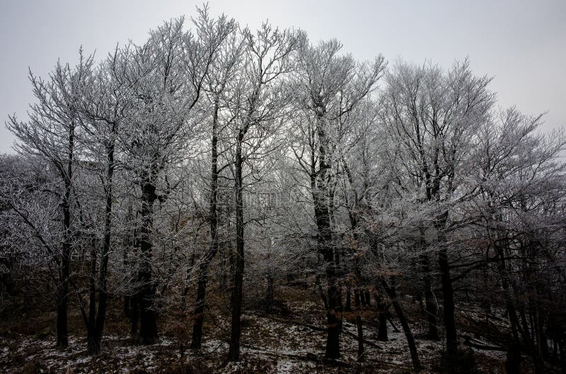 Hoarfrost auf Bäumen stockbilder Hoarfrost auf Bäumen stockbilder