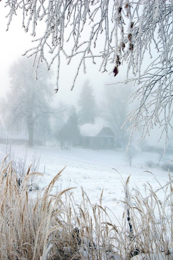 Hoarfrost for Christmas stock photo Hoarfrost for Christmas stock photo
