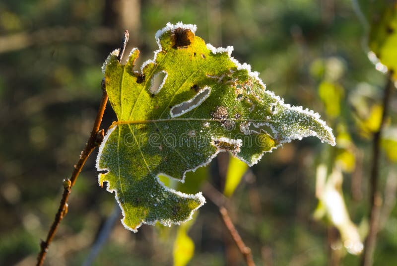 Hoarfrost covered birch leaf stock images