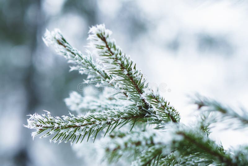 Hoarfrost on fir tree leaves in snowing in winter garden. Frozen spruce with snow flakes background