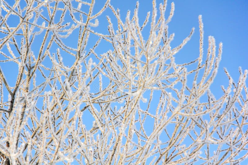 Hoarfrost. Frost. Blue sky.