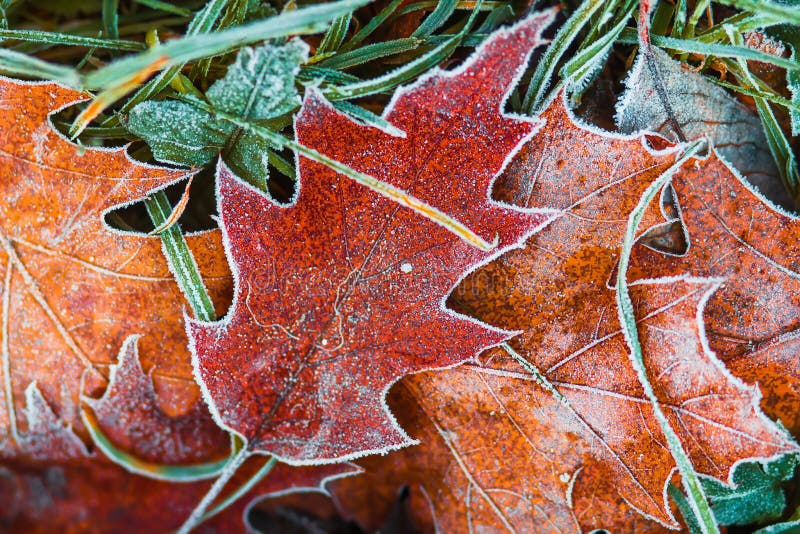 Hoarfrost on leaves. Nature before winter. November pattern. Creative nature frosty leaves. Autumn nature background