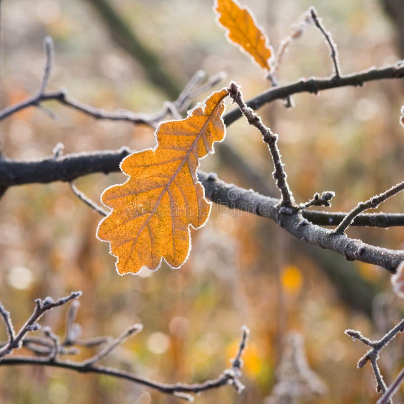 Hoarfrost on leaves